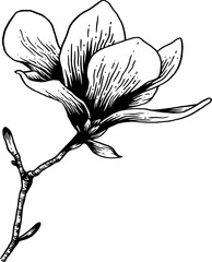 vintage hand drawn line art sketch magnolia flower © Rough Edges Supply