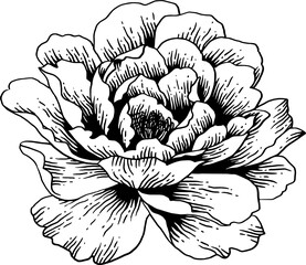 vintage hand drawn line art sketch peony © Rough Edges Supply