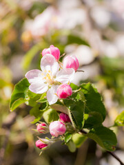 Fototapeta na wymiar Apple Tree Blossom (Malus Domestica)