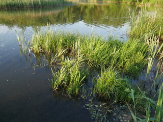 reeds in the water