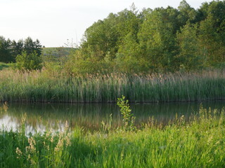 lake in summer
