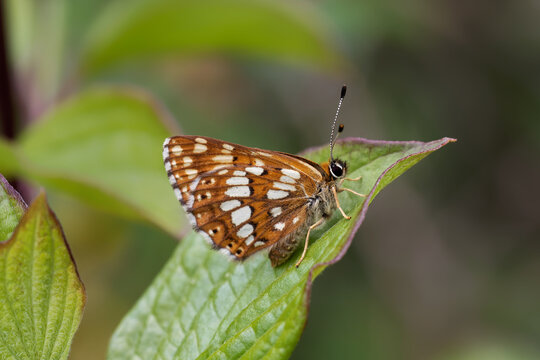 A Duke of Burgundy Butterfly perched on a green leaf.