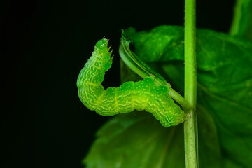 Beautiful green caterpillar creeps on a green plant in the garden