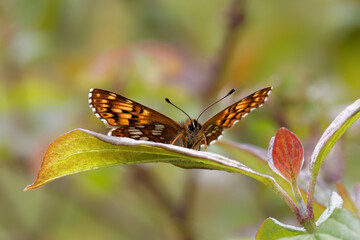 A Duke of Burgundy Butterfly basking on green leaf.
