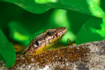 Closeup  Beautiful lizard in the garden