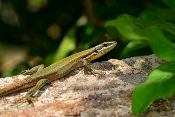 Naklejka na ściany i meble Closeup Beautiful lizard in the garden