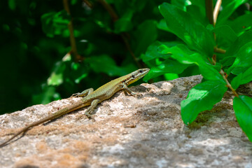 Closeup  Beautiful lizard in the garden