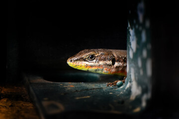 Closeup  Beautiful lizard in the garden