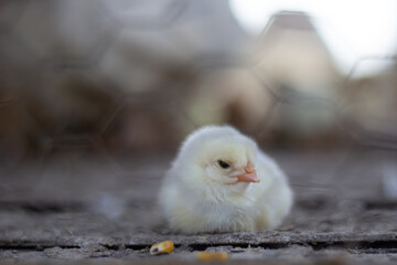 Small young chick resting over corns