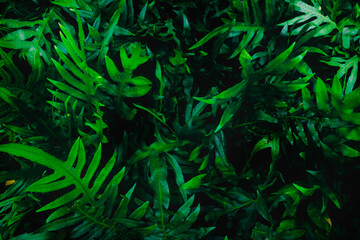 Top view leaf background.Green leaves color tone dark in the morning.Tropical Plant in Thailand,environment,good air.photo concept nature and plant.