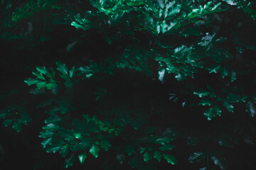 Top view leaf background.Green leaves color tone dark in the morning.Tropical Plant in...
