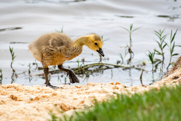 Goslings swimming at Lake Acworth in Georgia.