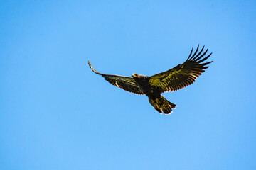 Wild Juvenile Bald Eagle flying over nest site in wildlife refuge in Rome Georgia.