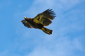 Wild Juvenile Bald Eagle flying over nest site in wildlife refuge in Rome Georgia.