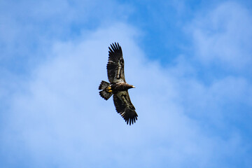 Juvenile Bald Eagle testing wings in flight at wildlife sanctuary in Rome Georgia.