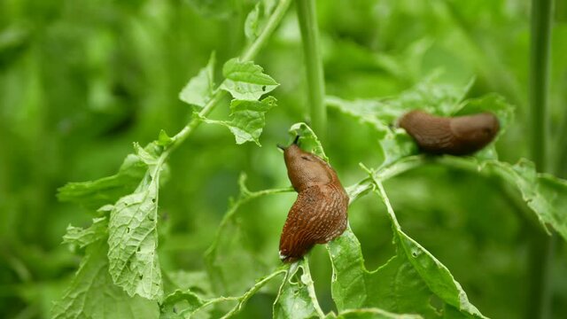 Spanish slug Arion vulgaris snail parasitizes on radish or lettuce cabbage moves garden field, eating ripe plant crops, moving invasive brownish dangerous pest agriculture, farming farm, poison