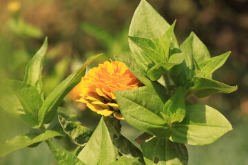 flower, yellow, nature, plant, garden, green, flowers, orange, summer, petal, flora, macro, blossom, marigold, spring, daisy, red, beauty, bloom, beautiful, floral, color, leaf, bright