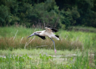 Wood Stork at Harris Neck Wildlife Sanctuary in Harris Neck Georgia.