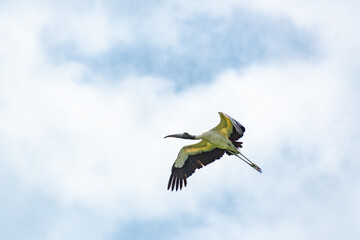 Wood Stork flying over breeding colony and nesting site in Harris Neck Georgia.