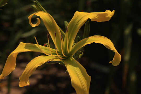 flower, lily, yellow, nature, spring, plant, garden, white, green, bloom, flora, petal, beauty, blossom, flowers, summer, beautiful, lilly, orange, macro, floral, leaves, stem, close-up, lilies