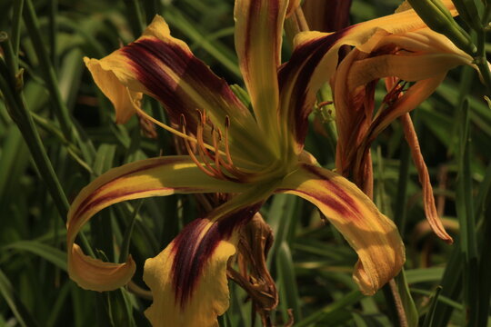 flower, lily, nature, orange, plant, yellow, flowers, flora, garden, green, beauty, spring, red, beautiful, summer, bloom, blossom, lilies, petal, leaves, floral, lilly, petals, colorful, botanical