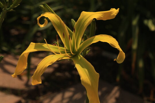 flower, lily, yellow, nature, spring, plant, garden, white, green, bloom, flora, petal, beauty, blossom, flowers, summer, beautiful, lilly, orange, macro, floral, leaves, stem, close-up, lilies