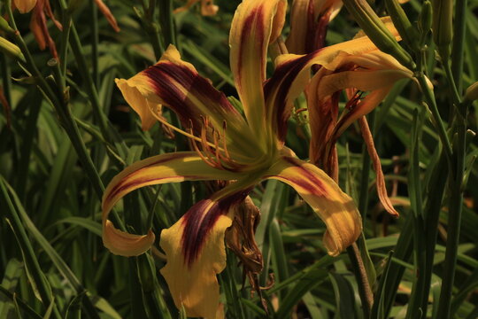 flower, lily, nature, orange, plant, yellow, flowers, flora, garden, green, beauty, spring, red, beautiful, summer, bloom, blossom, lilies, petal, leaves, floral, lilly, petals, colorful, botanical