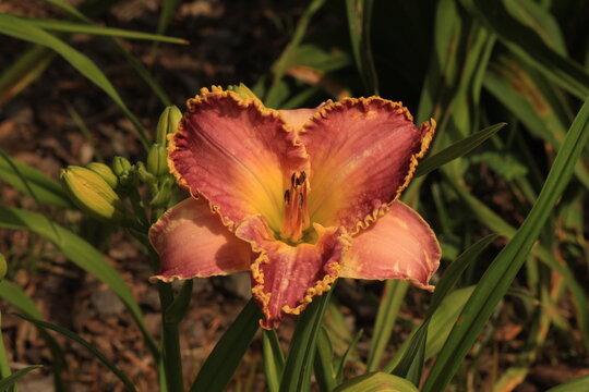 flower, nature, pink, garden, plant, red, flora, green, bloom, flowers, blossom, spring, macro, beauty, yellow, beautiful, summer, petals, petal, rose, lily, white, tulip, leaf, purple