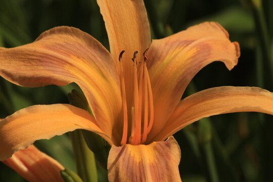flower, lily, orange, nature, flowers, plant, yellow, garden, flora, green, summer, beauty, petal, spring, blossom, lilies, bloom, lilly, floral, beautiful, tiger, leaves, stamen, colorful, petals