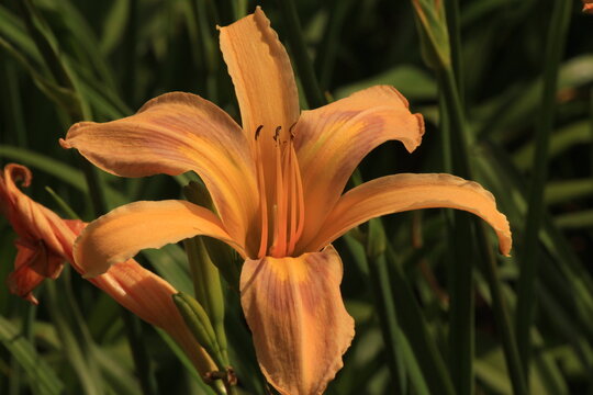 flower, lily, orange, nature, flowers, plant, yellow, garden, flora, green, summer, beauty, petal, spring, blossom, lilies, bloom, lilly, floral, beautiful, tiger, leaves, stamen, colorful, petals