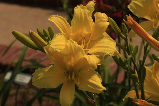 flower, yellow, nature, flowers, spring, plant, garden, flora, green, beautiful, blossom, bloom, orange, beauty, macro, petals, petal, lily, close-up, floral, summer, leaf, botany, bouquet, wild