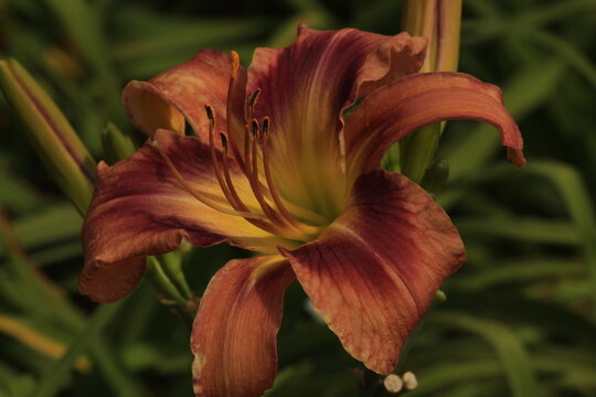 flower, nature, lily, garden, red, plant, orange, green, beauty, yellow, bloom, flora, summer, petal, spring, blossom, beautiful, petals, lilly, flowers, tulip, closeup, bright, daylily, macro