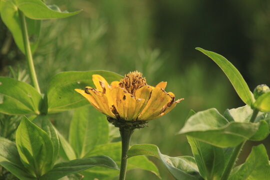 flower, nature, green, summer, beautiful, macro, yellow, orange, white, plant, garden, spring, flowers, beauty, wildlife, color, flora, close-up