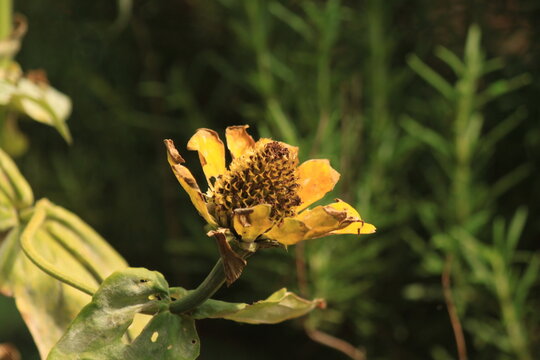 flower, nature, green, summer, beautiful, macro, yellow, orange, white, plant, garden, spring, flowers, beauty, wildlife, color, flora, close-up
