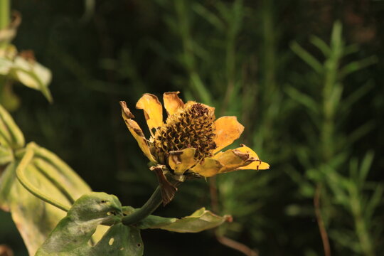 flower, nature, green, summer, beautiful, macro, yellow, orange, white, plant, garden, spring, flowers, beauty, wildlife, color, flora, close-up