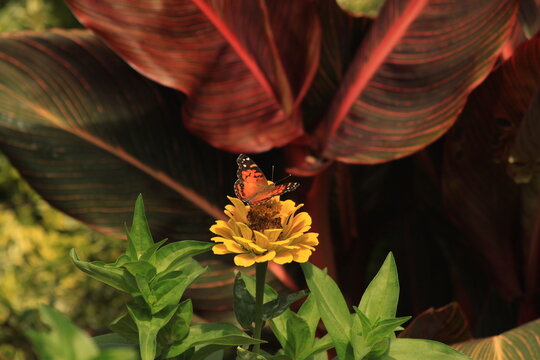 flower, insect, butterfly, nature, bee, summer, green, macro, yellow, garden, fly, flowers, animal, pollen, wings, bug, plant, red, beautiful, beauty, spring, nectar, orange, black, insects