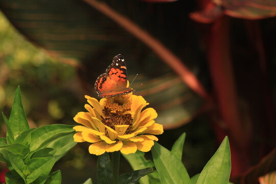 flower, insect, butterfly, nature, bee, summer, green, macro, yellow, garden, fly, flowers, animal, pollen, wings, bug, plant, red, beautiful, beauty, spring, nectar, orange, black, insects