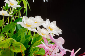 黒背景の白い八重咲の花
