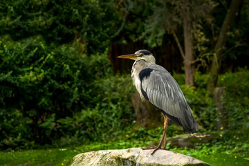Fototapeta premium Great Blue Heron (Ardea herodias). It is the largest North American heron. 
