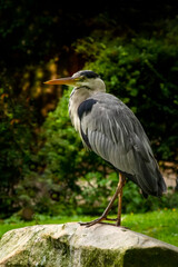 Obraz premium Great Blue Heron (Ardea herodias). It is the largest North American heron. 