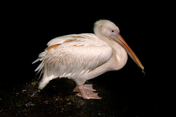 Great white or eastern white pelican, rosy pelican or white pelican is a bird in the pelican family.