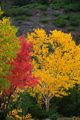 カラフルに色づいた秋の樹木
