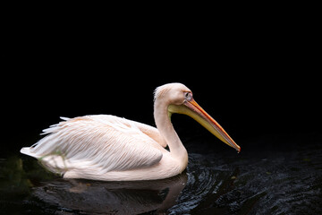Great white or eastern white pelican, rosy pelican or white pelican is a bird in the pelican family.
