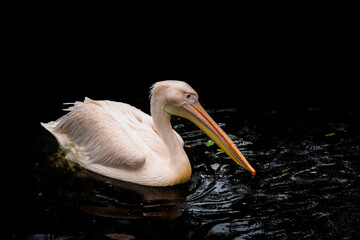 Great white or eastern white pelican, rosy pelican or white pelican is a bird in the pelican family.