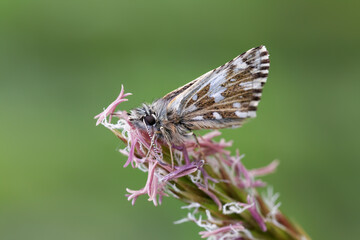 A Grizzled Skipper Butterfly sitting on a grass head.