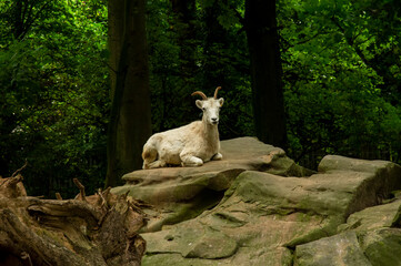 Beautiful goat in park