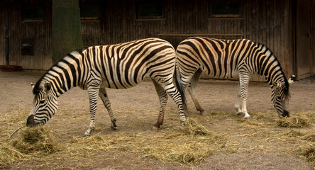 Fototapeta na wymiar Two plains zebra stand mirroring each other
