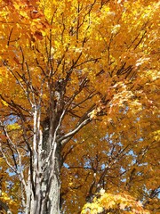 Autumn Vermont