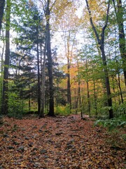 Obraz premium autumn in the forest