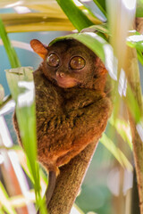 Philippine tarsier (Carlito syrichta) on Bohol island, Philippines